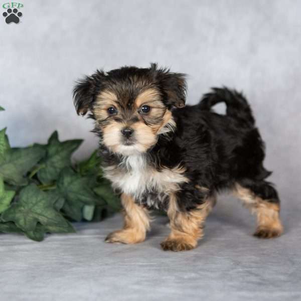 Gabriella, Morkie / Yorktese Puppy